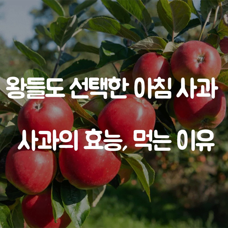 아침사과 효능, 사과를 먹어야 하는 이유와 가성비 제품 추천 | 프로덕트랭크